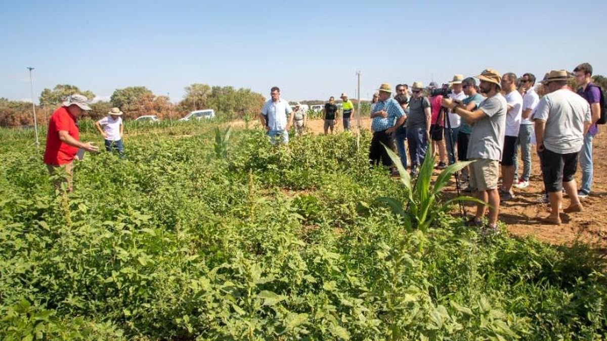 Visita ayer en la finca experimental en Agramunt. - LAIA PEDRÓS