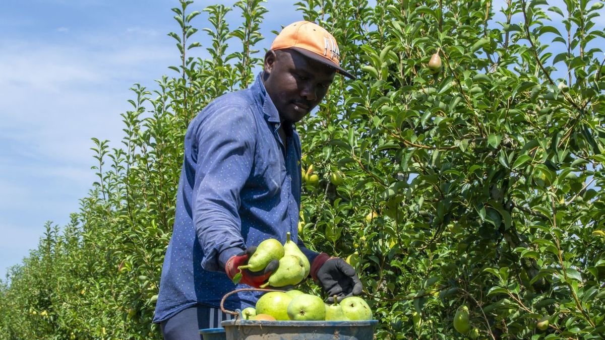 Un treballador cull pera llimonera a Lleida en l’inici de la campanya. - SEGRE