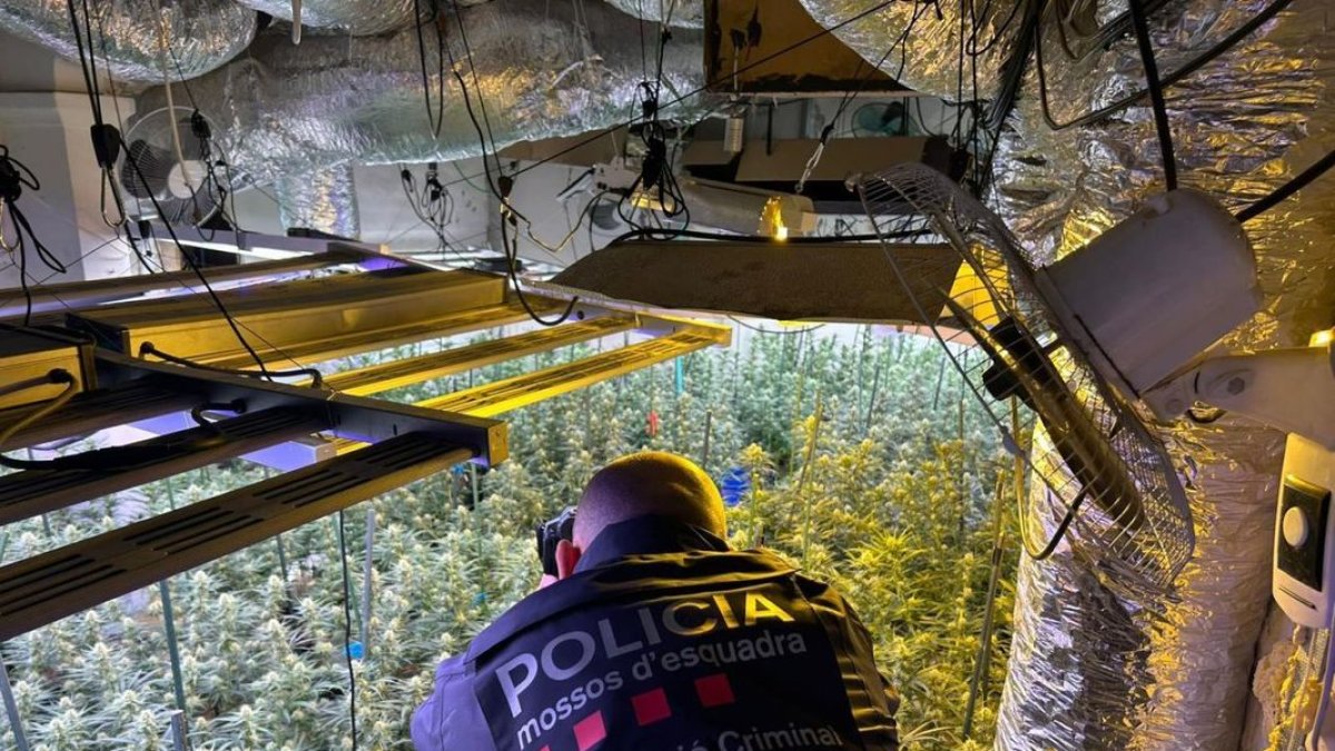 Plantación hallada el 24 de julio en una casa en la plaza de l’Església de La Pobla de Cérvoles. - MOSSOS D’ESQUADRA