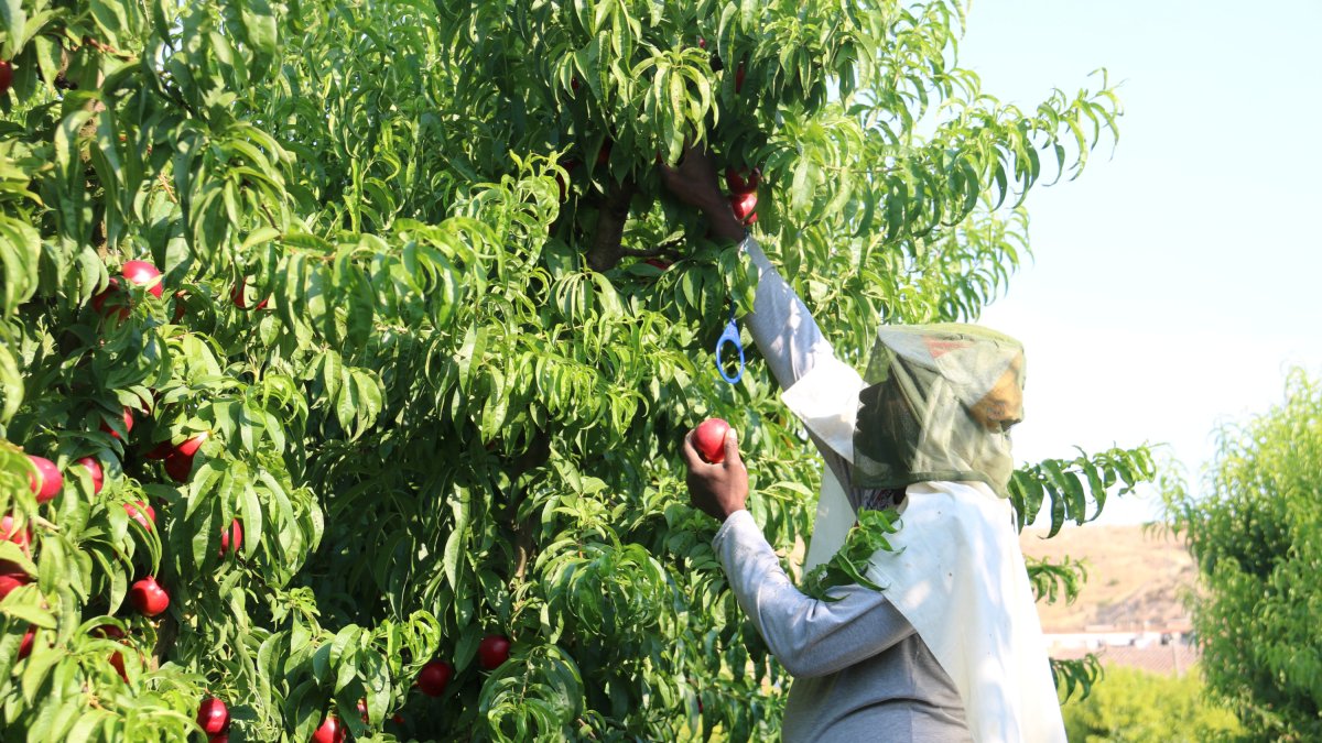 Un temporero recoge nectarinas en un campo de Aitona con manga larga y una gorra en la cabeza para protegerse del calor y los mosquitos.