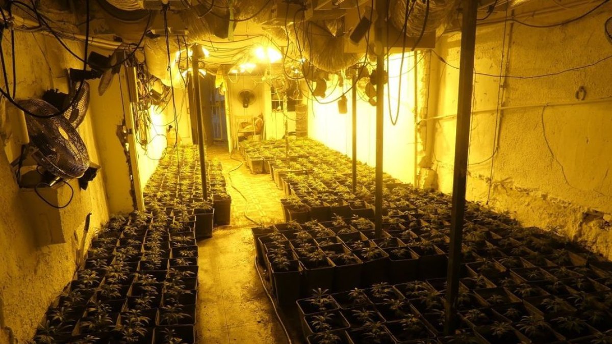 En el interior de la casa hallaron 1.642 plantas, 1.016 de ellas en plena producción. - MOSSOS D’ESQUADRA