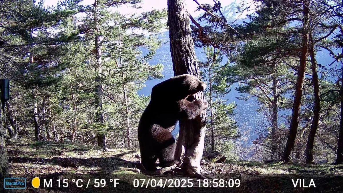 L’os Nere, de 28 anys, captat a l’abril per una càmera automàtica a Aran. - CGA