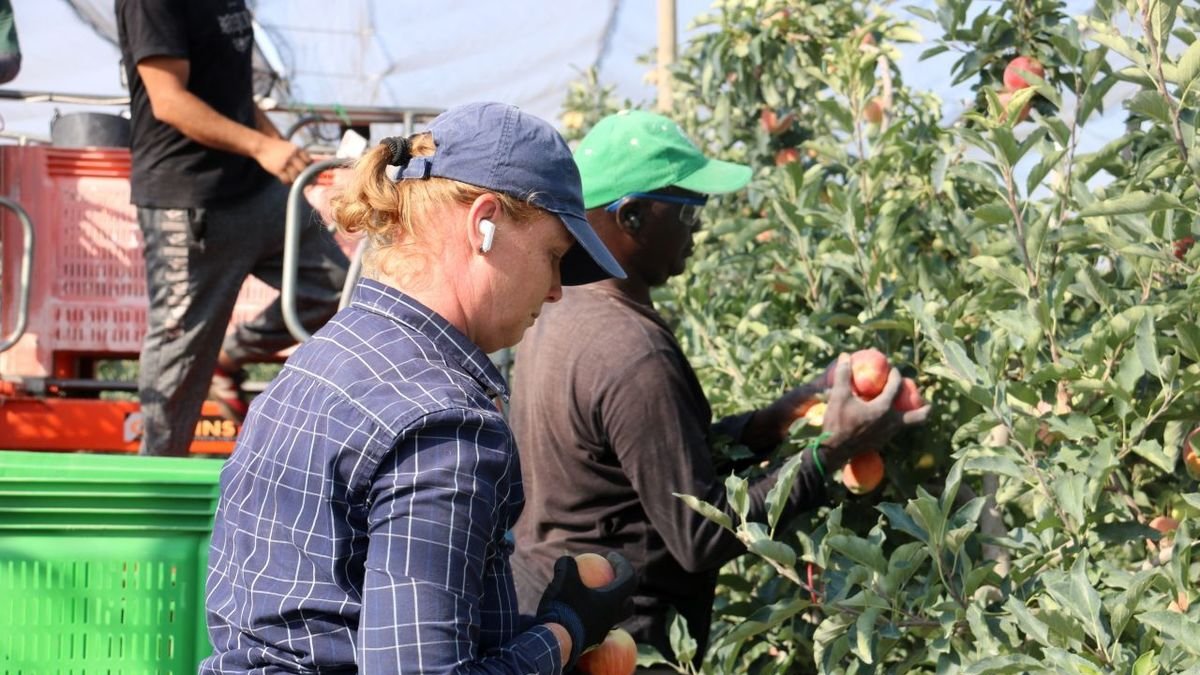 Temporers cullen les primeres pomes de la campanya en una finca del Pla d’Urgell. - ALBA MOR/ACN