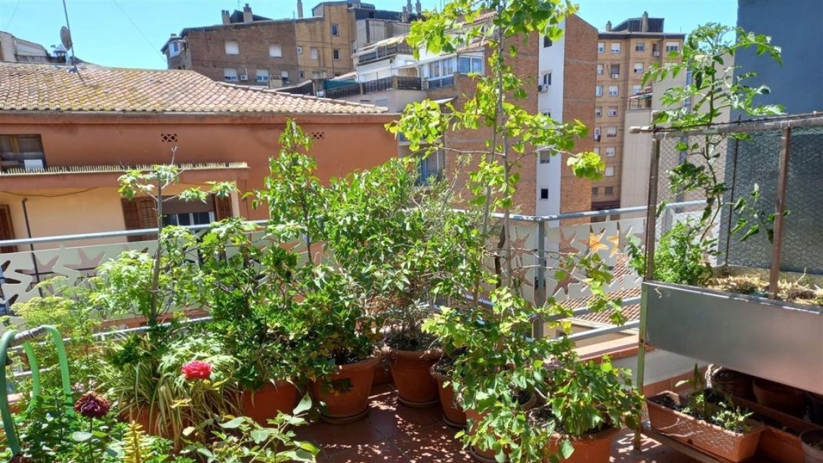 La terraza ‘reverdecida’ de uno de los participantes en la Red de Balcones Verdes. - AJUNTAMENT DE LLEIDA