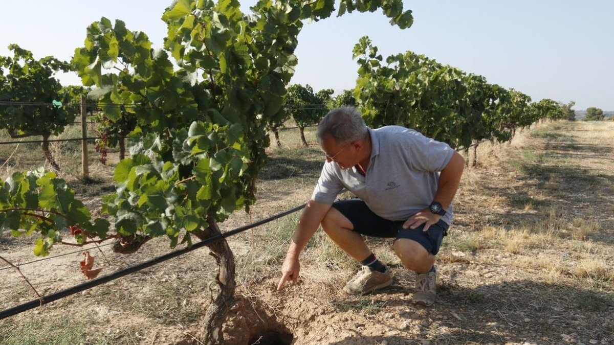 Boleda mostrando una madriguera de conejo cerca de un viñedo en una finca de Verdú. - ACN