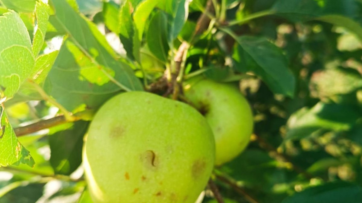 Poma golden malmesa per la pedregada al Segrià.