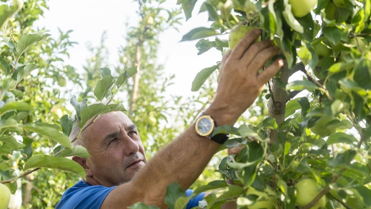Pere Roqué comprueba los daños en sus manzanas Golden en L’Horta de Lleida.