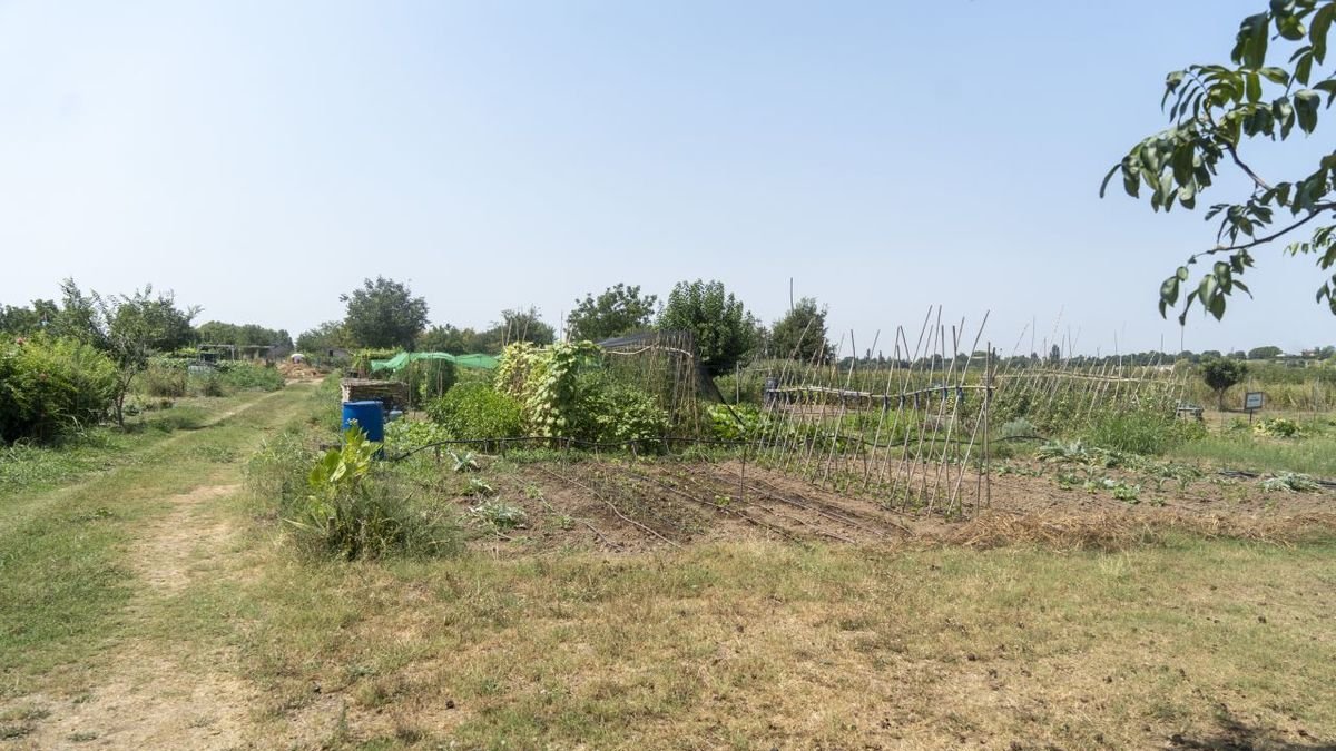 Vista de alguno de los huertos municipales ubicados en la partida de Rufea. - PAU PASCUAL PRAT