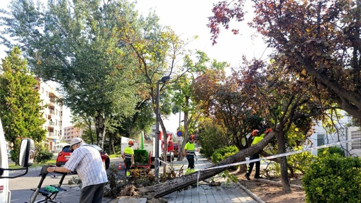 Els treballs per retirar l’arbre desplomat a Rosa Parks. - S.ESPÍN