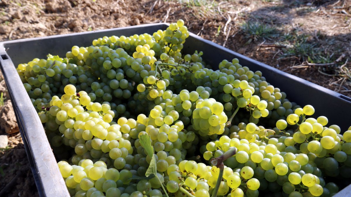 Uva en la bodega de Raimat en una imagen de archivo.