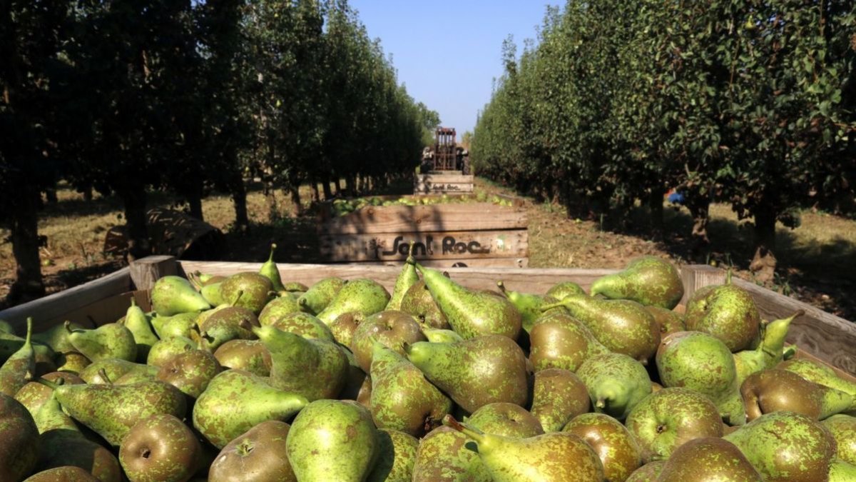 Imagen de pera Conference cosechada en una finca de Tèrmens. - ACN