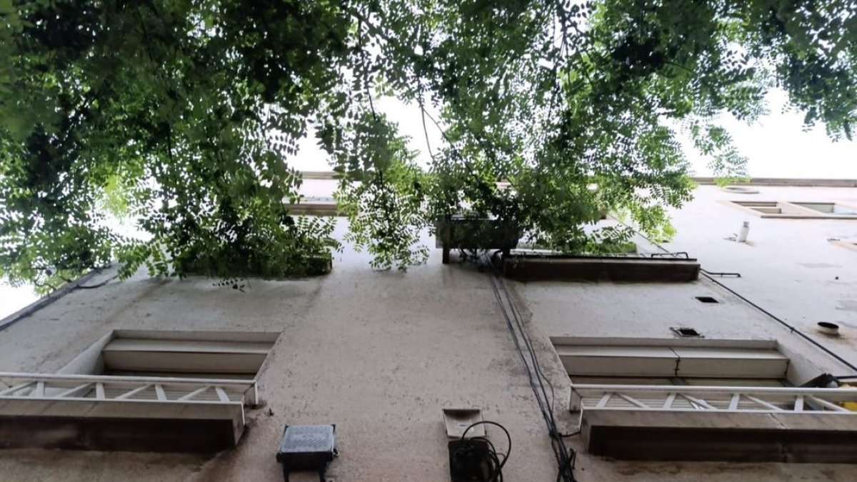 Denuncian que árboles entran en las ventanas en Balàfia