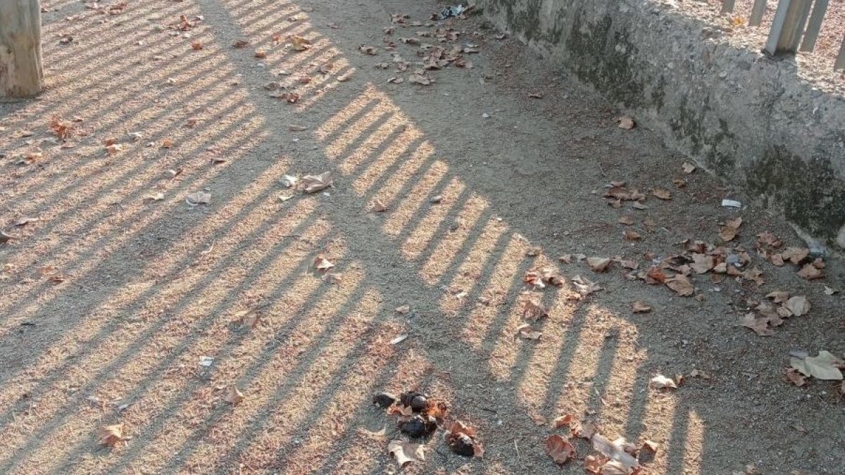 Excrementos en el muro de un colegio de Lleida.