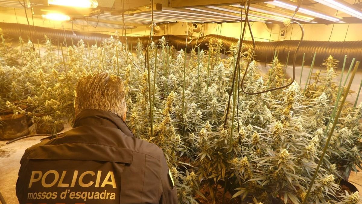 Un agente de los Mossos, en la plantación desmantelada en Preixens. - MOSSOS D’ESQUADRA