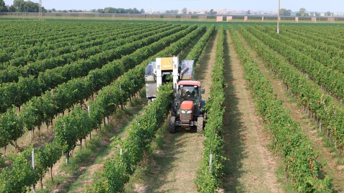 La vendimia en Castell del Remei se lleva a cabo tanto mecanizada como manual. - JOAN GÓMEZ