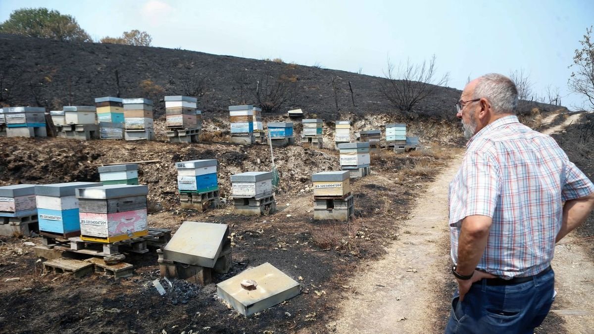 Gran impacto de los incendios en zonas apícolas, como muestra el alcalde de A Gudiña. - EUROPA PRESS
