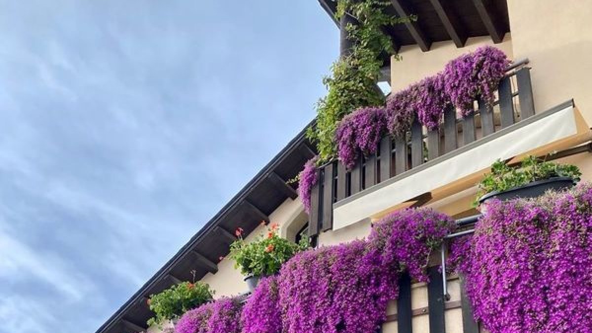 Premio para todos los participantes que embellecen casas con flores - A.S.