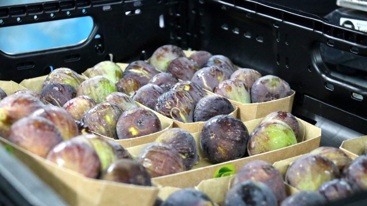 Safates de figues preparades per a la seva comercialització