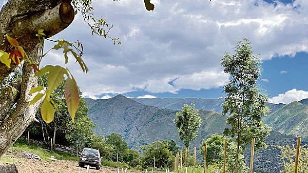 Aquesta plantació de raïm chardonnay creix des del 2023 a 1.350 metres d’altura entre muntanyes. - FELIPE VALLADARES