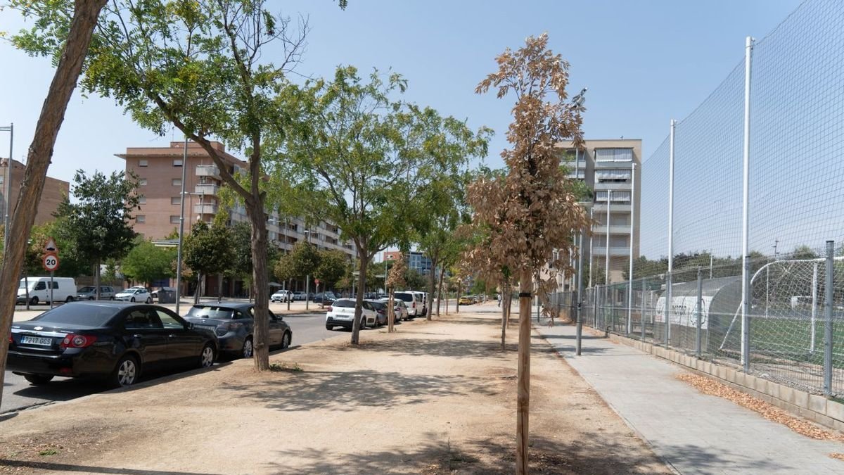 Una filera d’arbres secs a Corregidor Escofet, davant el camp de futbol de Balàfia. - PAU PASCUAL PRAT