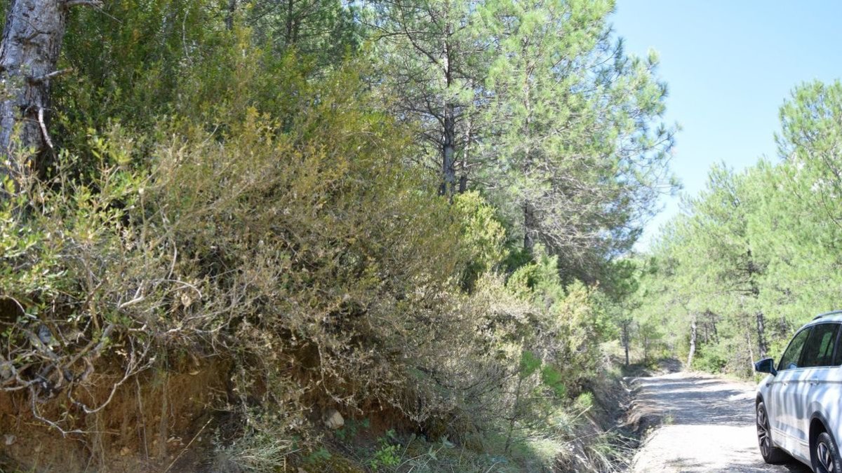 Els boixos de la zona de coll Piqué, al camí cap a Montanissell, també estan afectats. - C.SANS