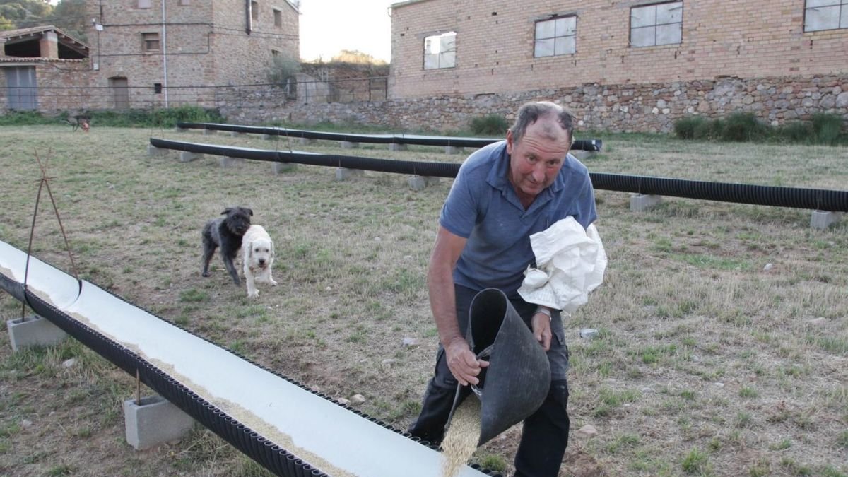 El ramat descansa aquest estiu en una pleta delimitada al costat d’Hortoneda. - M. CODINAS