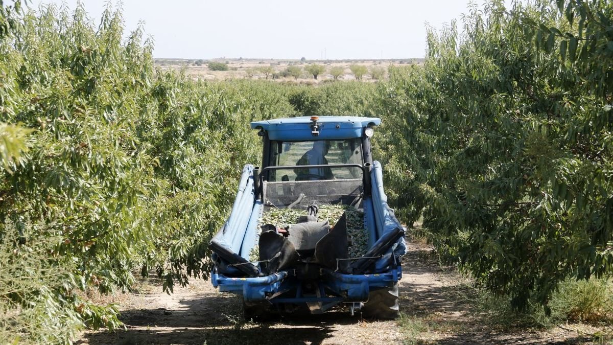 Imagen de cosecha de almendra en una finca de Sarroca de Lleida. - ACN