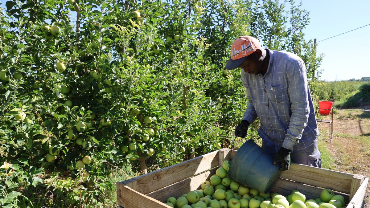 Recogida de manzana golden este miércoles en una finca de Lleida.