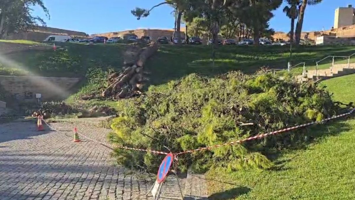 Arbre Seu Vella