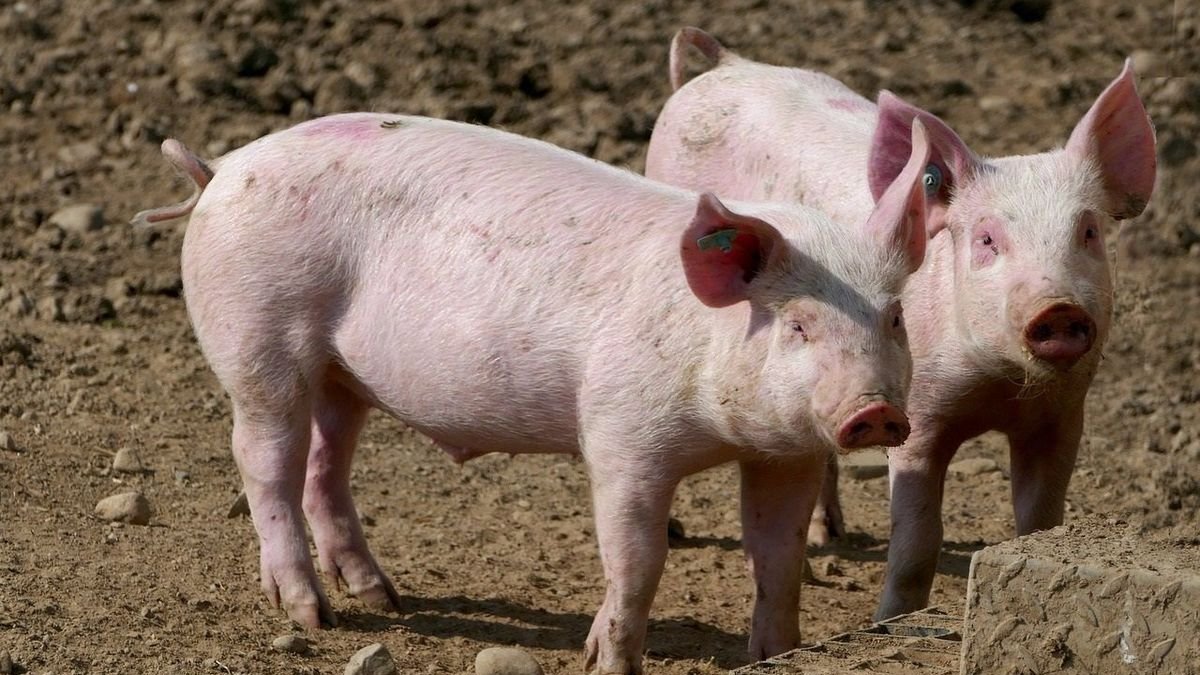 China tiene abierta una investigación ‘antidumping’ contra el porcino español. - EUROPA PRESS