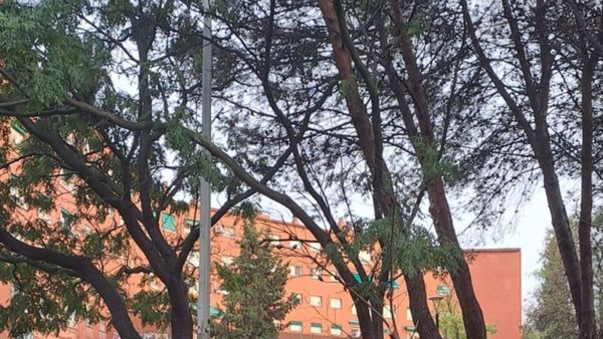 Voluntarios forestales trabajando en las afectaciones de las lluvias en Ripollet. - ACN