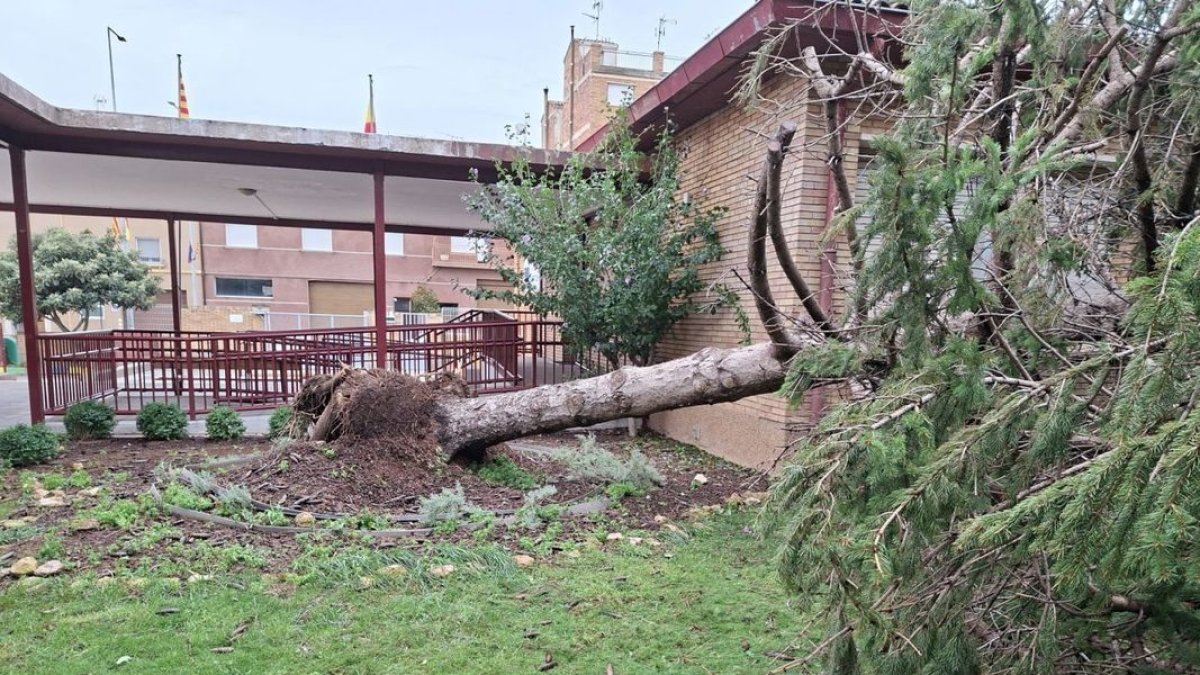 Las tormentas del 31 de agosto y el 8 de septiembre derribaron decenas de árboles en Binéfar. - E.B.D.
