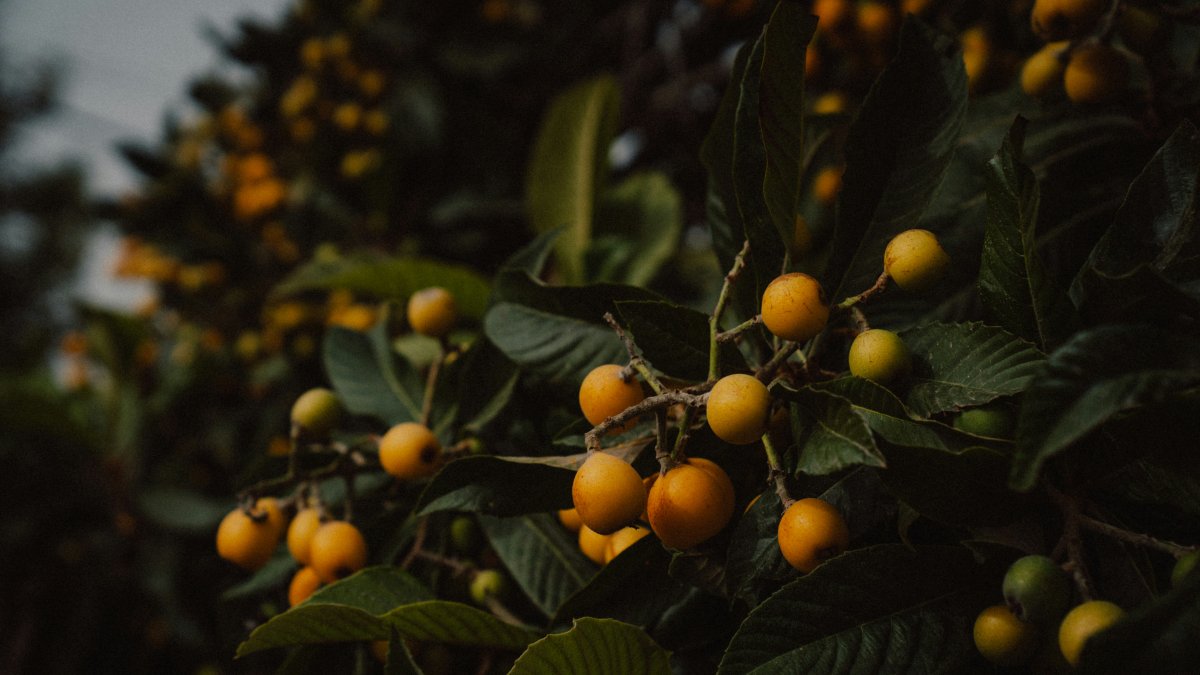 Foto de Steffen Schubert en Unsplash