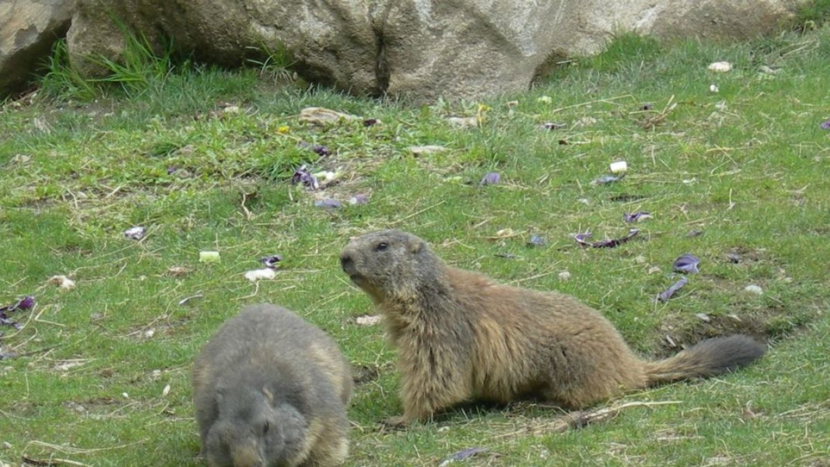 Exemplars de marmòta, ena Val d’Aran.