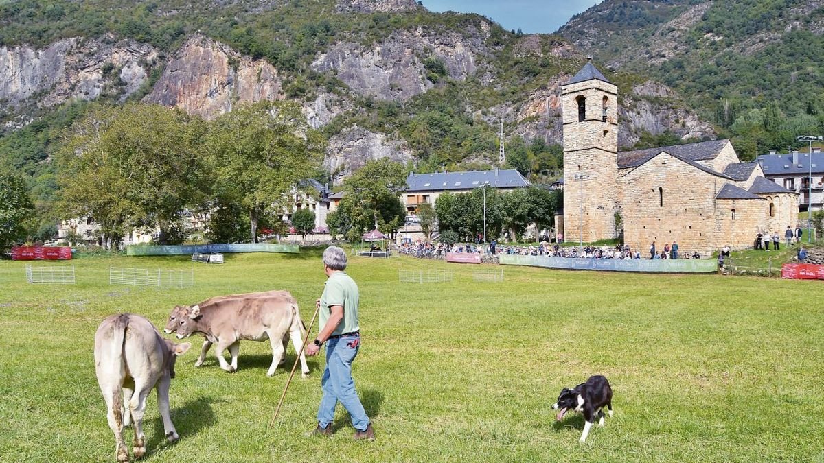 Un pastor, guiando ayer con su perro a tres terneros durante el certamen.