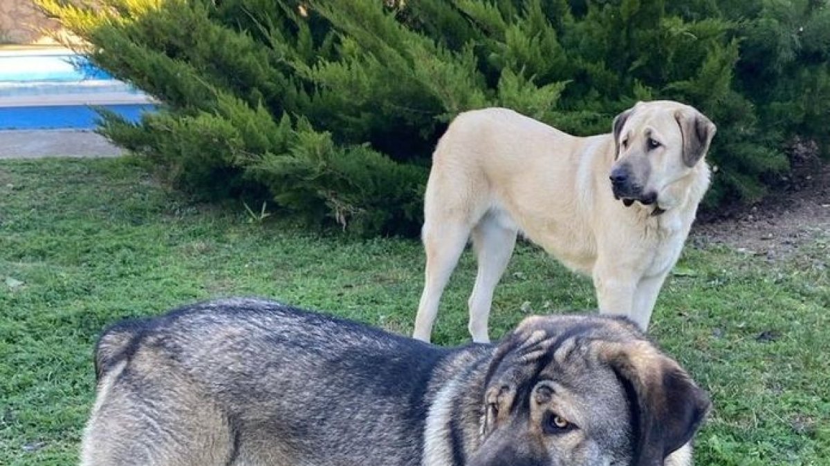 Els dos gossos que haurien estat sostrets d’una torre a l’Horta. - A.M.