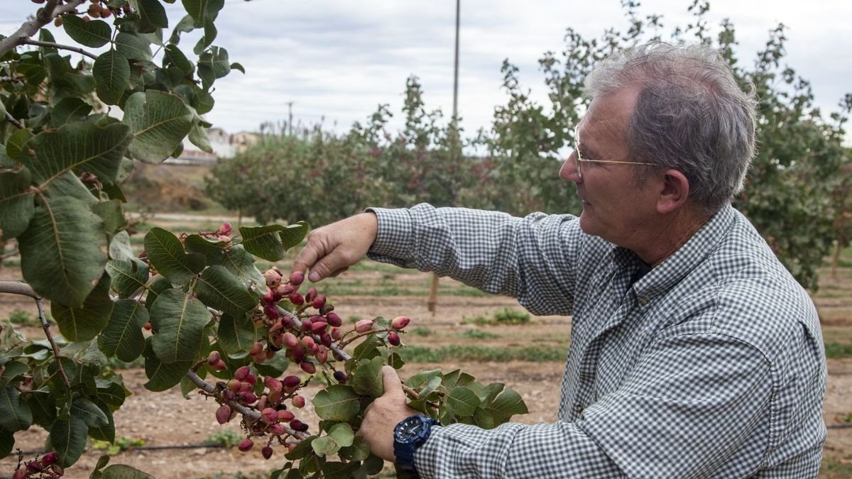 Ramon Boleda destaca la calidad de la producción de pistacho en esta finca de El Tarròs. - LAIA PEDRÓS