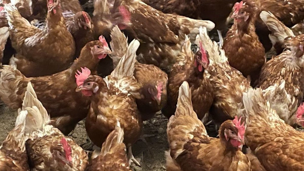 Lleida és la setena demarcació espanyola amb més cens de gallines ponedores. - FEDERACIÓ AVÍCOLA CATALANA