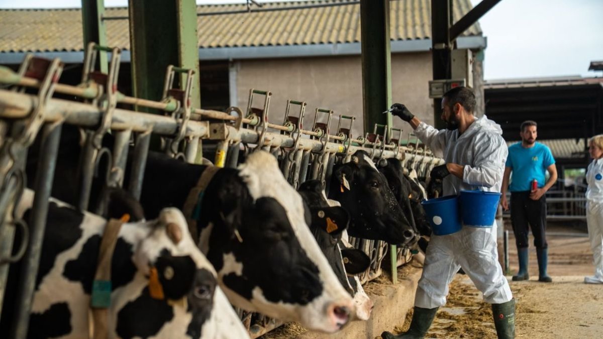 Agricultura va iniciar dijous la vacunació. - CONSELLERIA D’AGRICULTURA/X