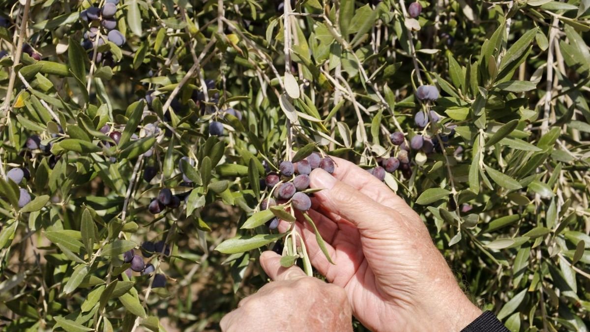 Dalmau mostra unes olives ennegrides per la sequera en una finca de les Garrigues. - ACN