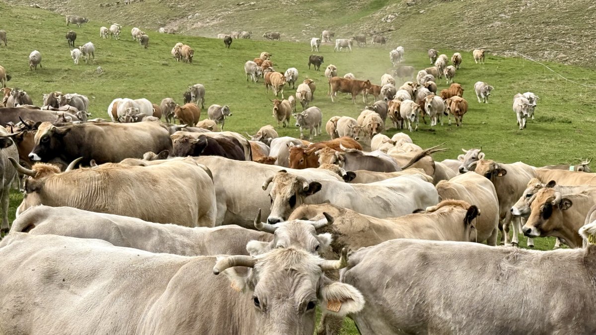 Vaques del Pirineu, en imatges d'arxiu.