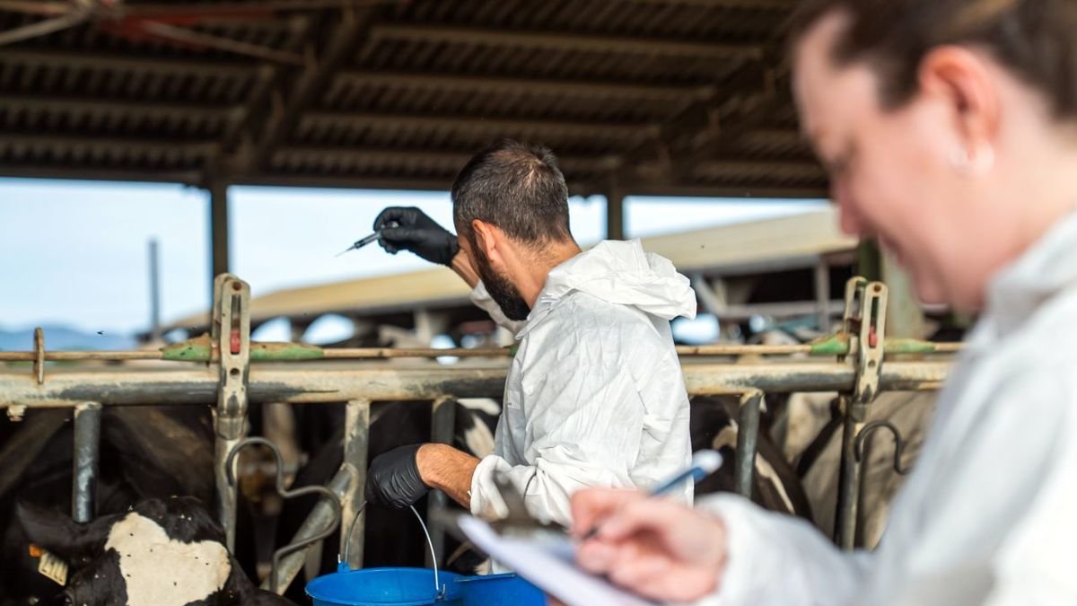 Dos veterinarios inoculan vacunas de la dermatosis nodular a bóvidos estabulados en Girona. - ACN