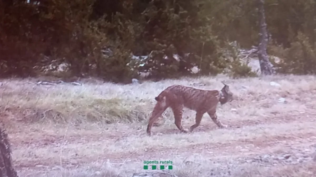 Imatge del linx que van captar les càmeres dels Rurals al maig. - AGENTS RURALS