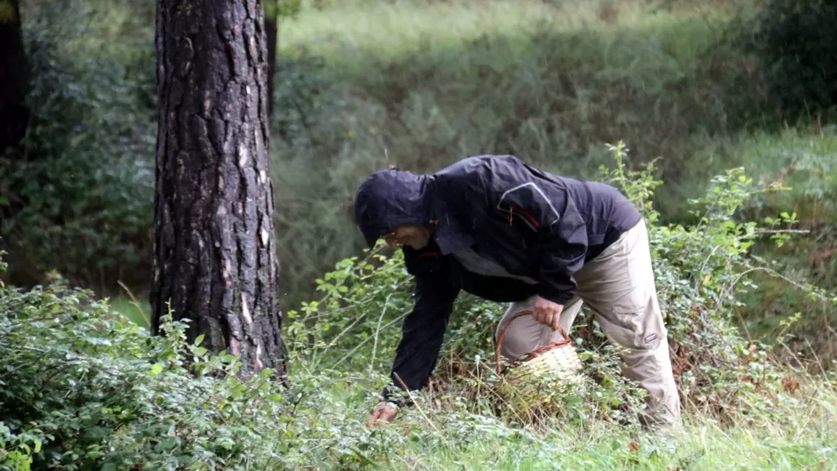 Un boletaire plegant bolets al Berguedà aquesta temporada.