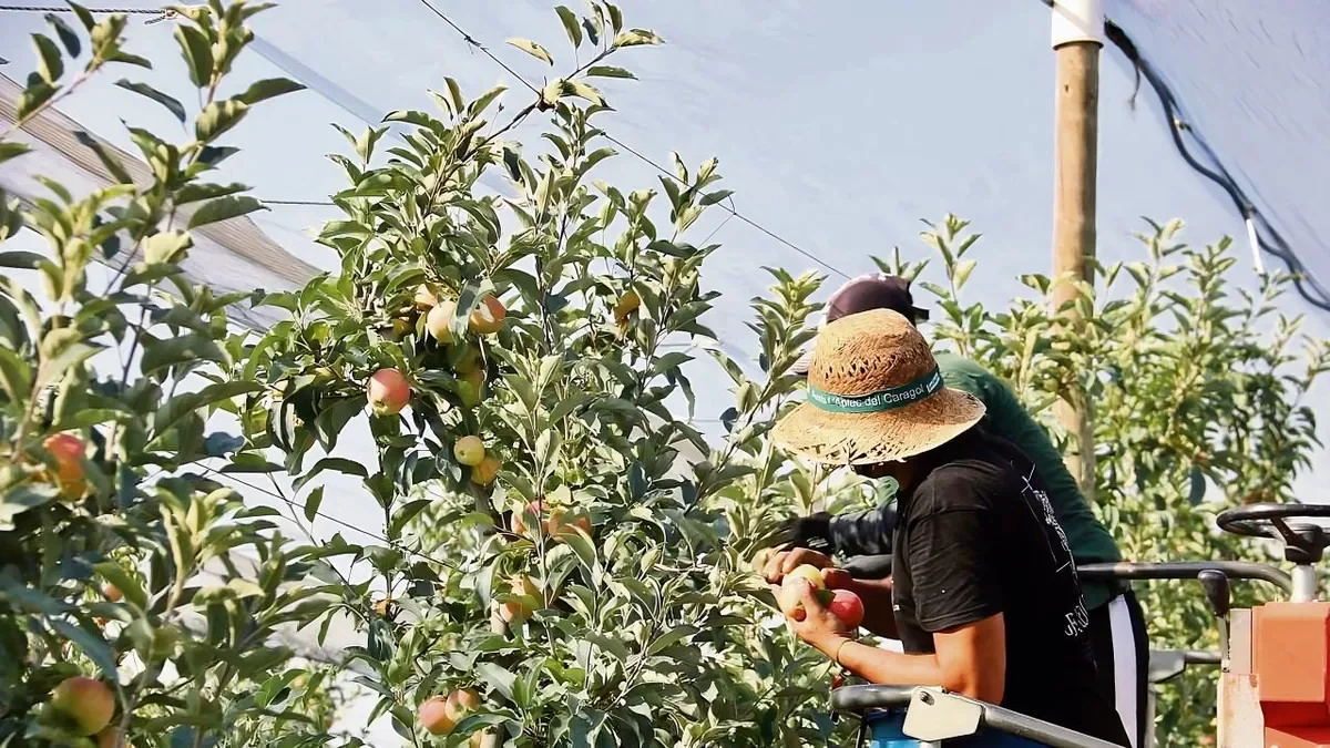 Dos treballadors de temporada cullen fruita en una plantació.