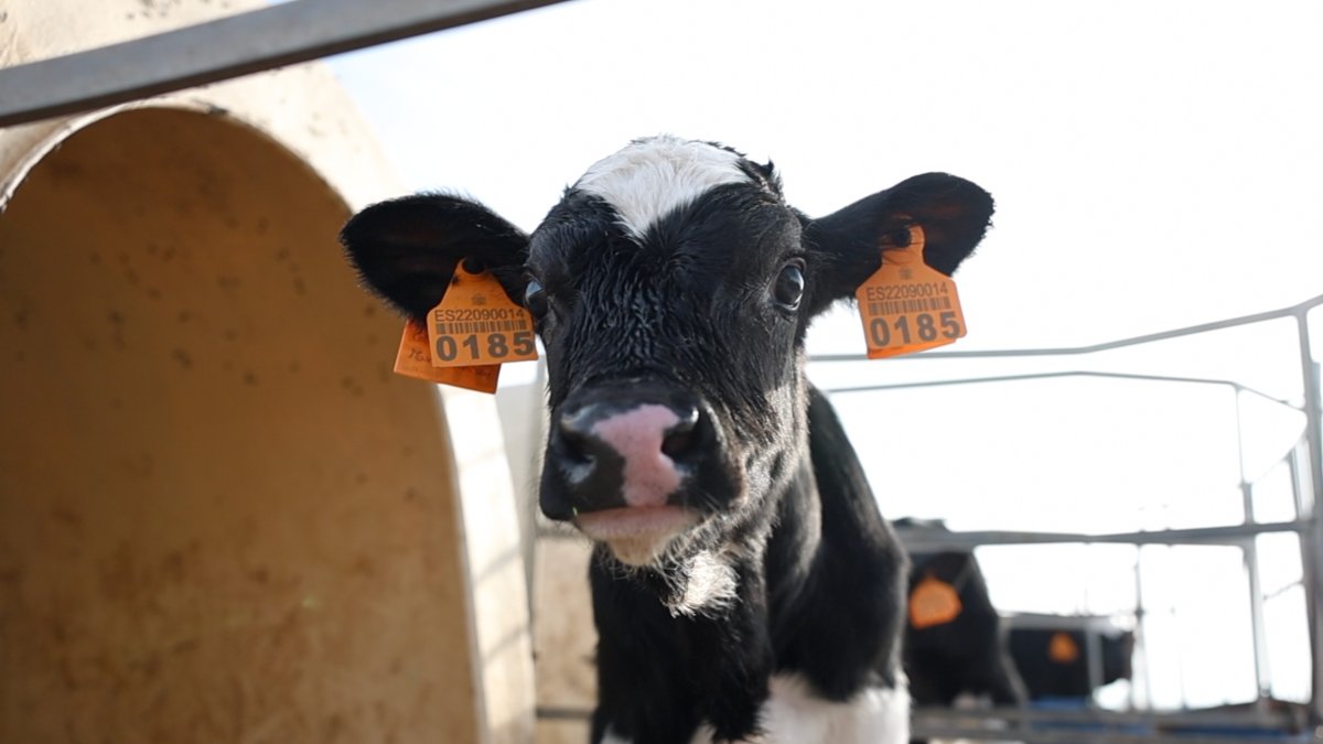 Uno de los terneros vacunados con la vaccinia contra la dermatosis.
