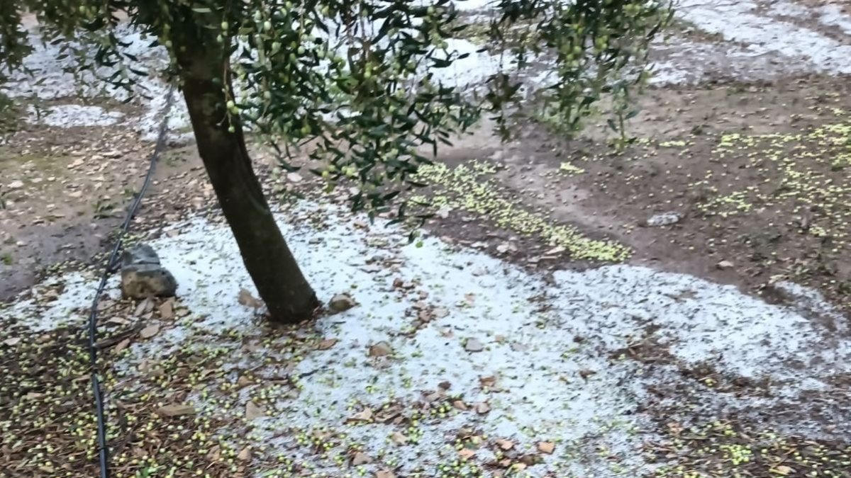 Efectes de la pedregada a oliveres del Segrià.