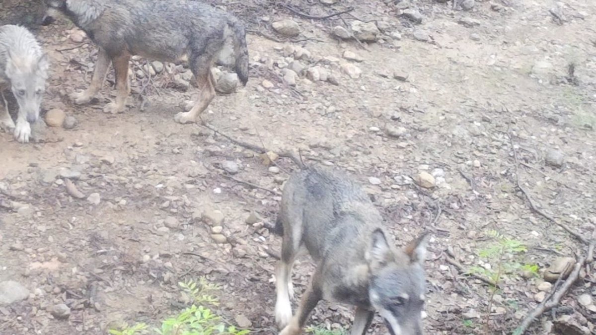 La camada de llops que ha aparegut a l'Alt Empordà.