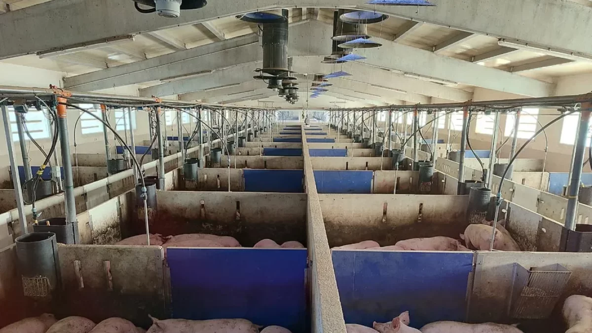 Imatge d’arxiu d’una explotació porcina. - SEGRE