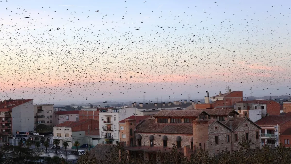 Les aus sobrevolant la Casa Canal i ocupant les copes dels arbres. - J. GÓMEZ